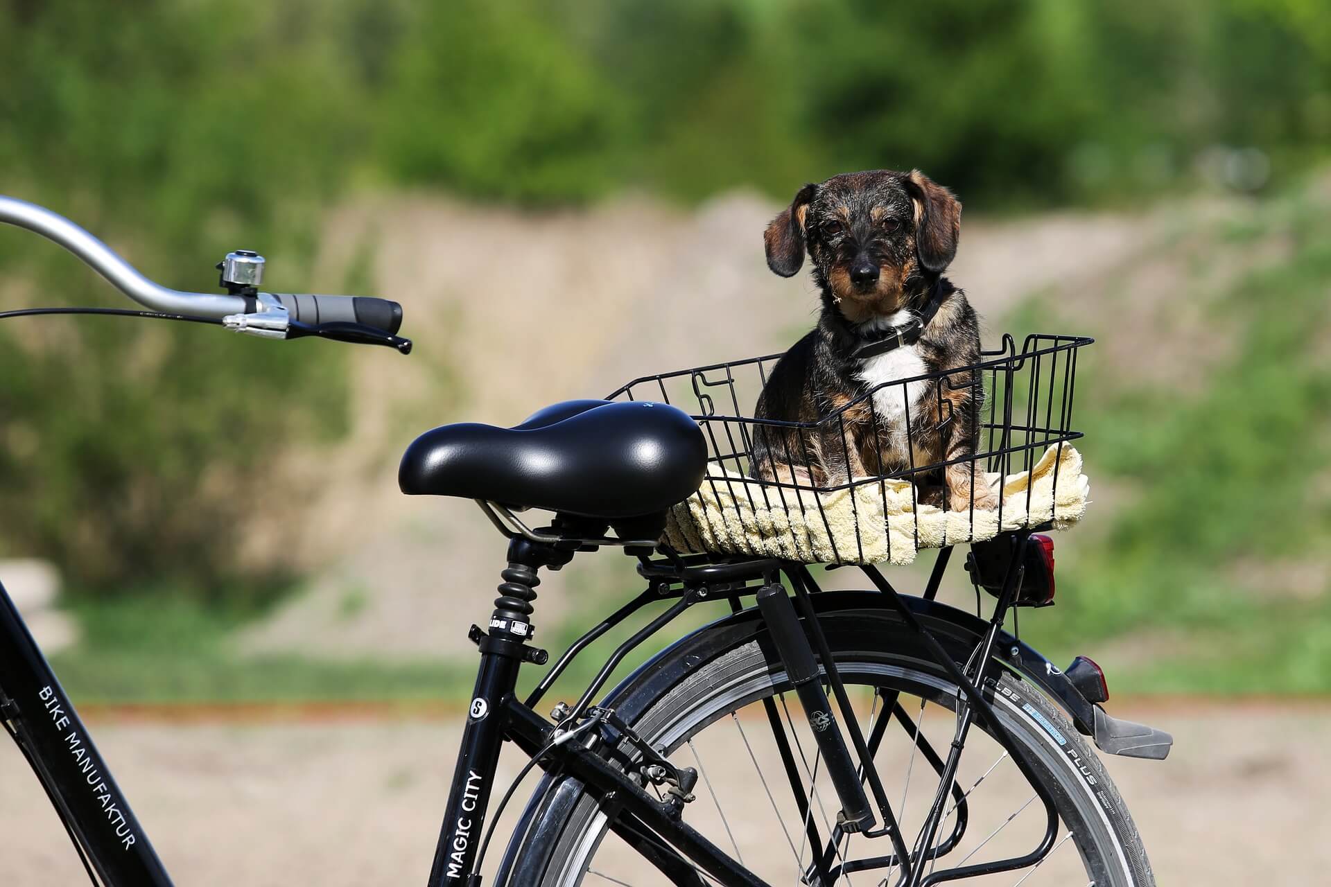 自転車と犬
