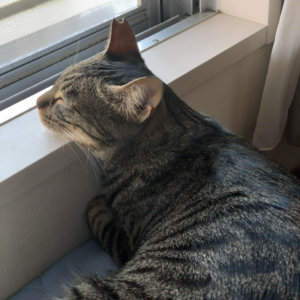 窓辺でリラックスする猫